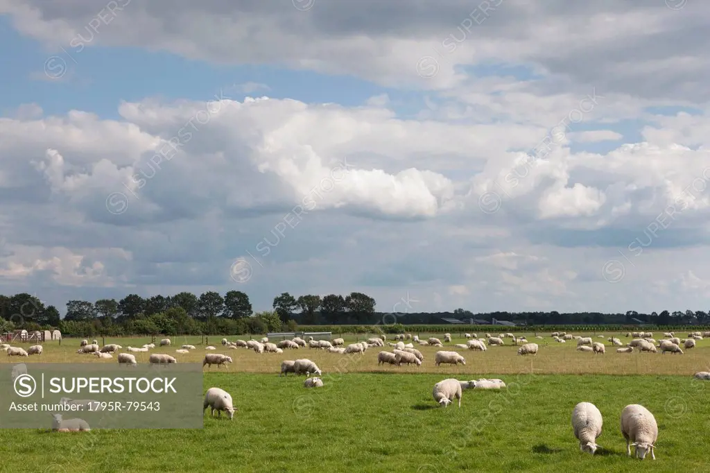 Flock of sheep on pasture