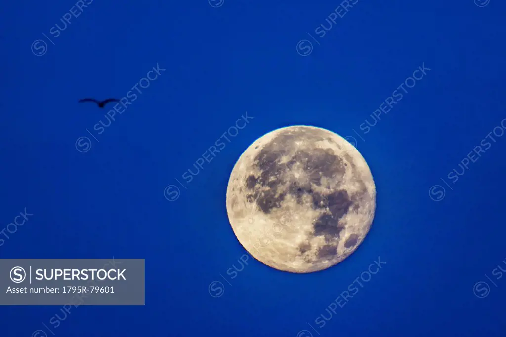 Full moon with silhouette of bird