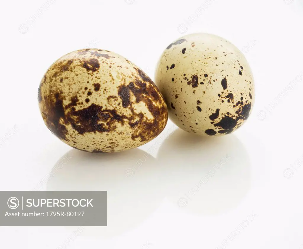 Studio shot of quail eggs