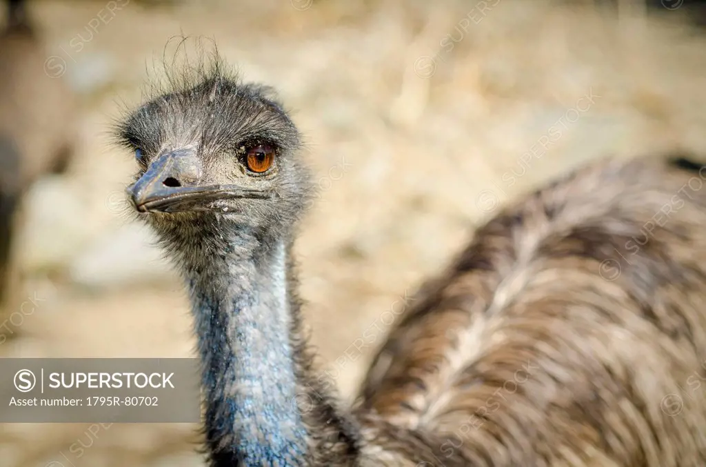 Portrait of emu