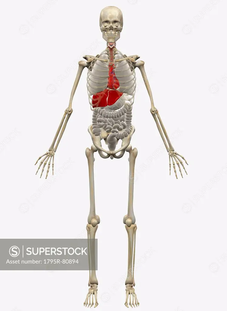 Digitally generated image of standing human skeleton