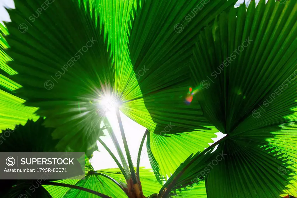 Tropical foliage