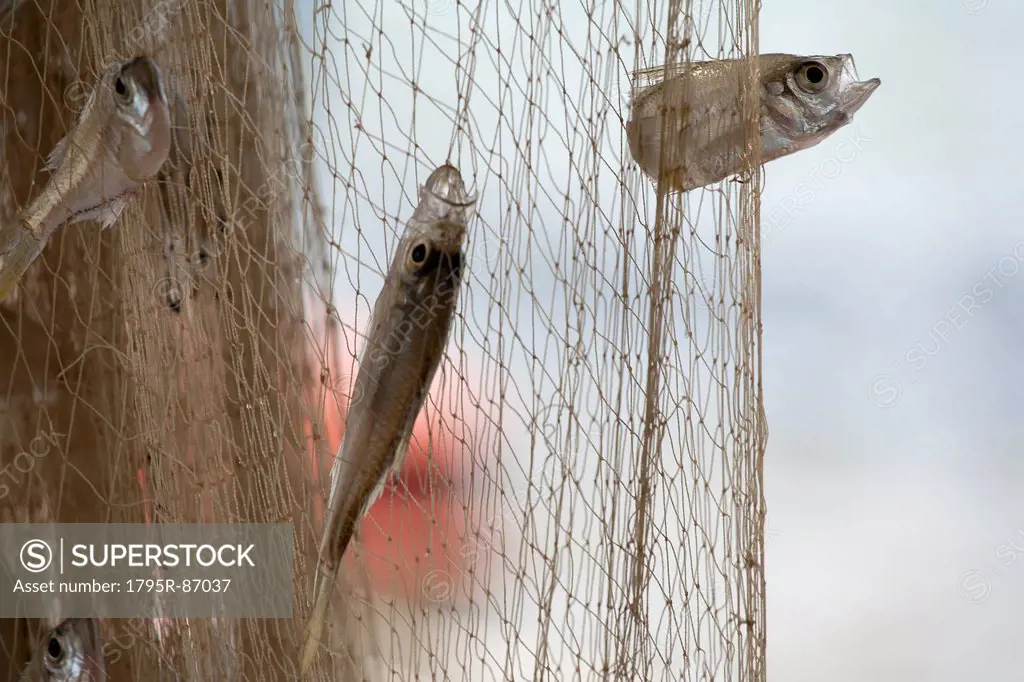 Small fishes caught in net