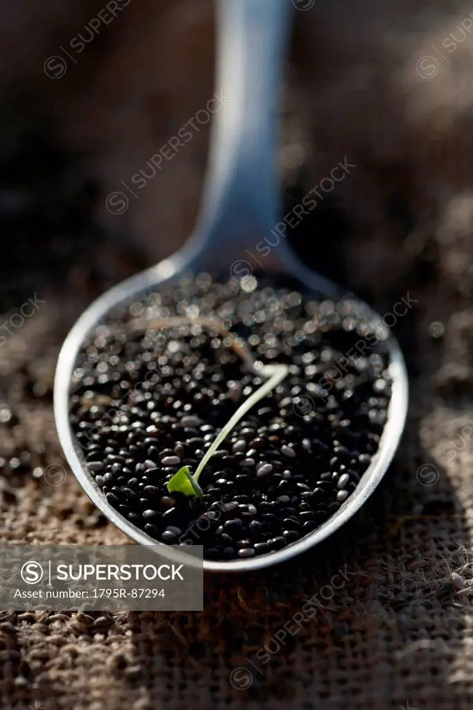 Chia seeds on spoon, close-up