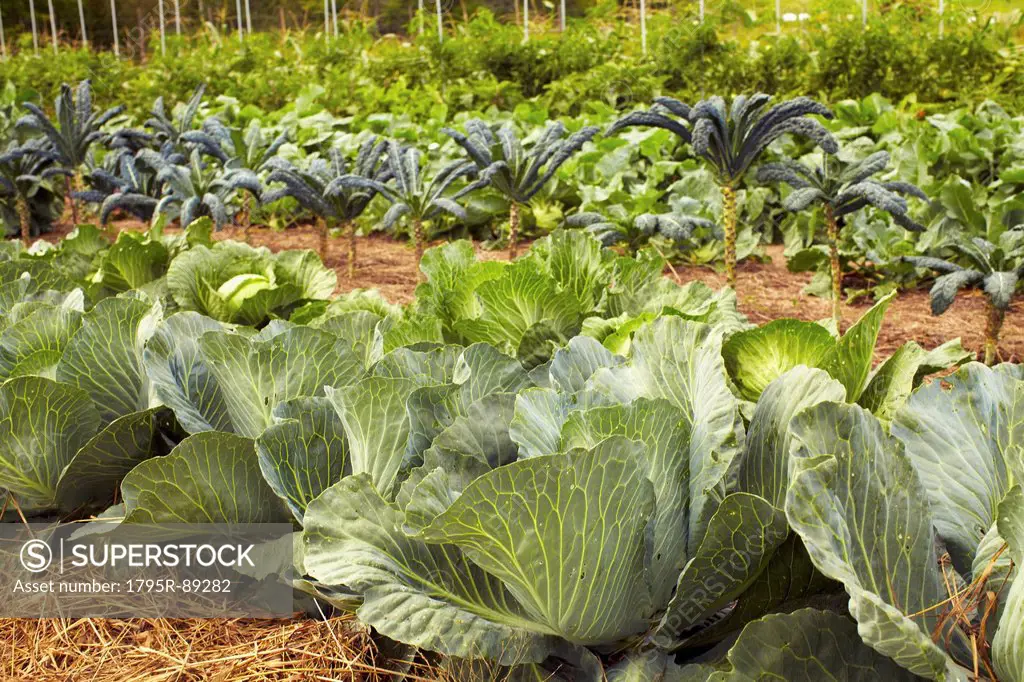 Field of cabbages