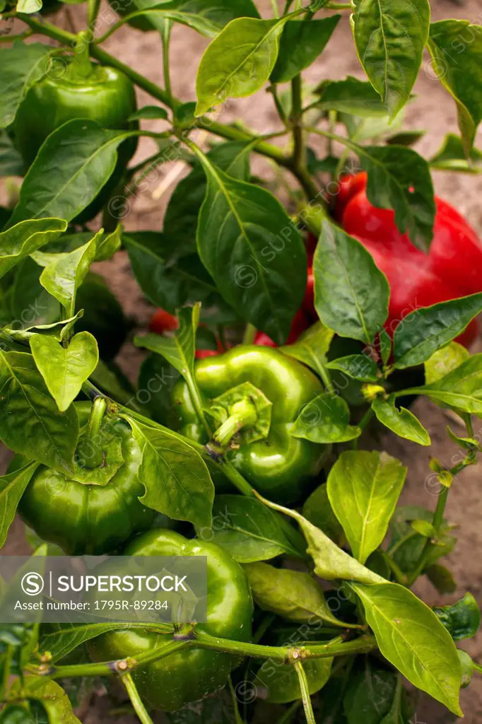 Bell pepper growing on field