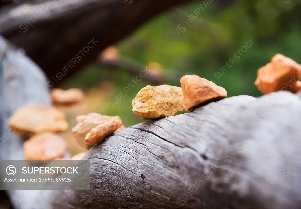 Stones lined up on old branch