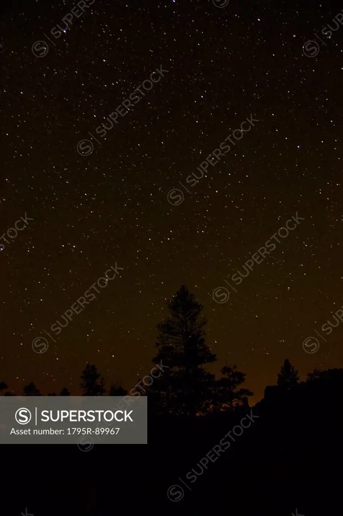 Night sky above trees