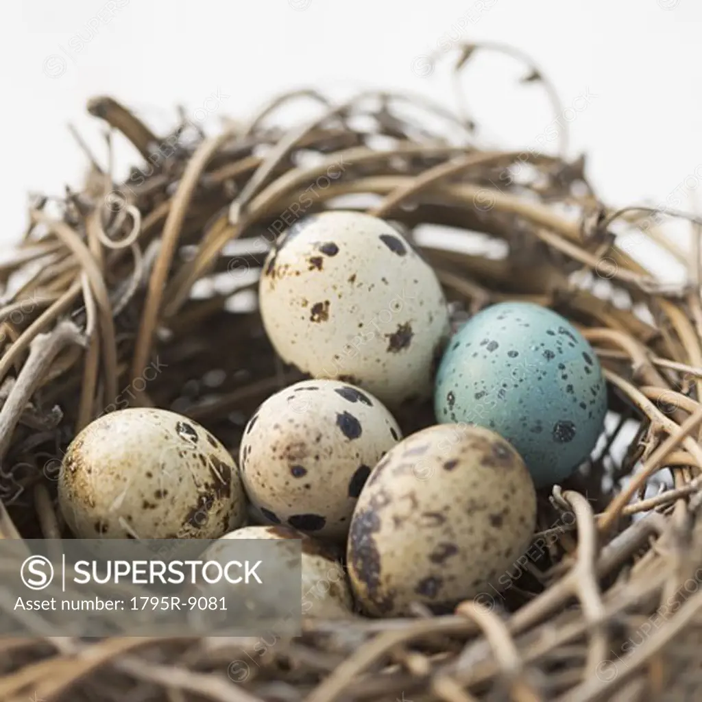 Still life of eggs in a nest