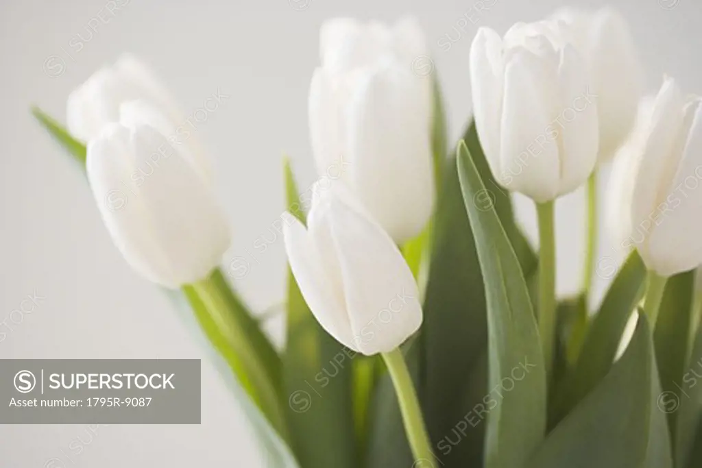 Closeup of tulips