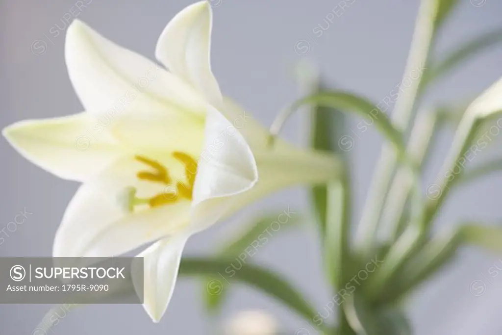 Extreme closeup of a lily