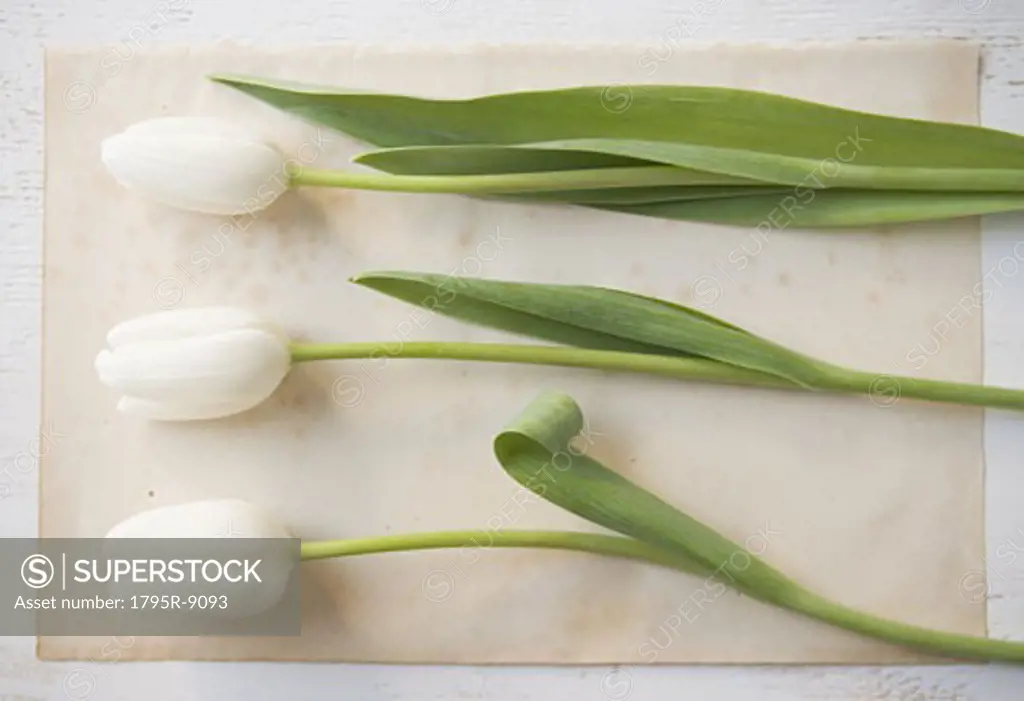 Closeup of three tulips