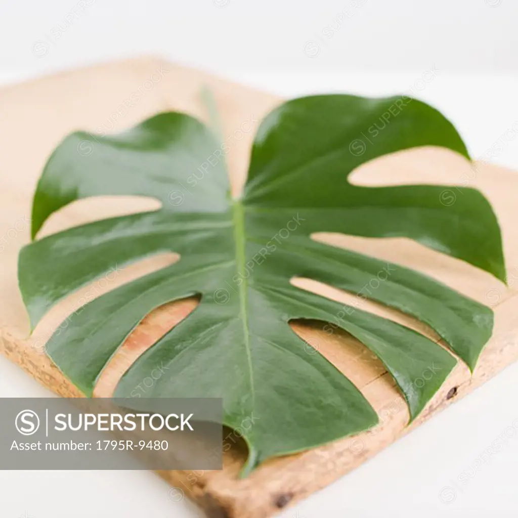 Close-up of leaf on wooden board