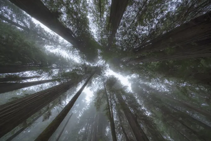 United States, California, Low angle view of tall redwood trees growing in forest