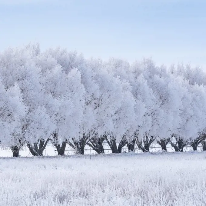 United States, Idaho, Bellevue, Row of frosty trees in winter