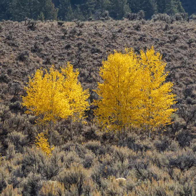 United States, Idaho, Sun Valley, Yellow trees in autumn in Rocky Mountains