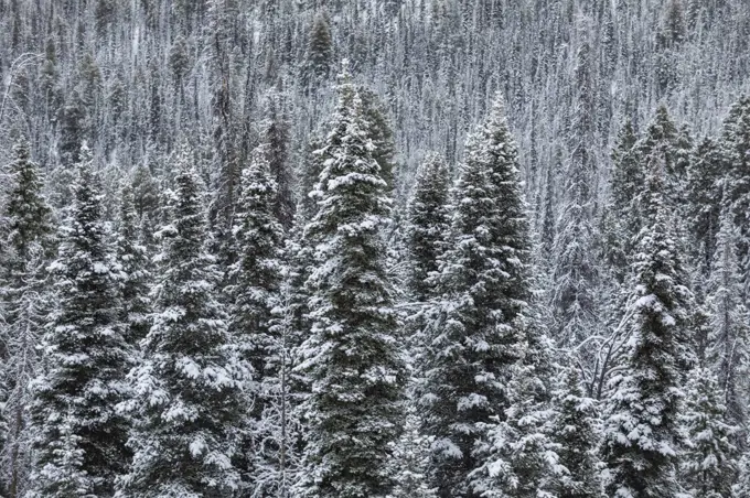 United States, Idaho,Sun Valley, Pine tress in forest in winter