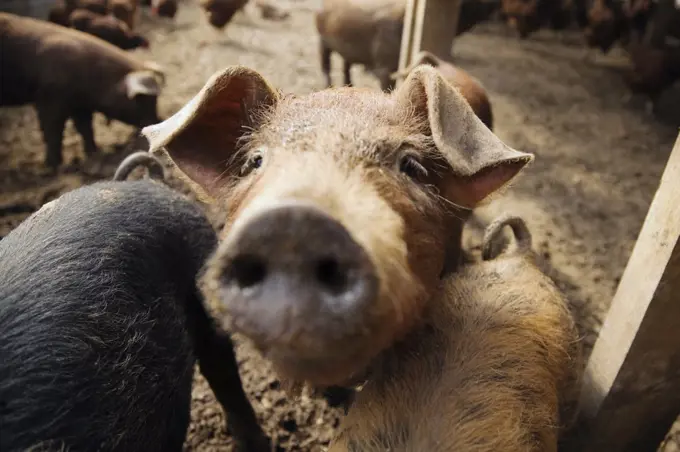 Pigs on farm, close-up