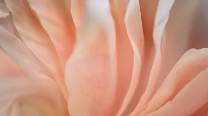 Extreme close-up of pink chrysanthemum petals