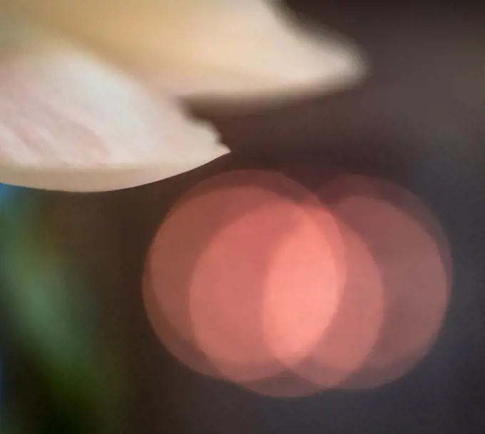 Extreme close-up of chrysanthemum petals and pink light