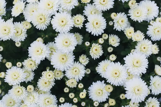 Overhead view of white chrysanthemums