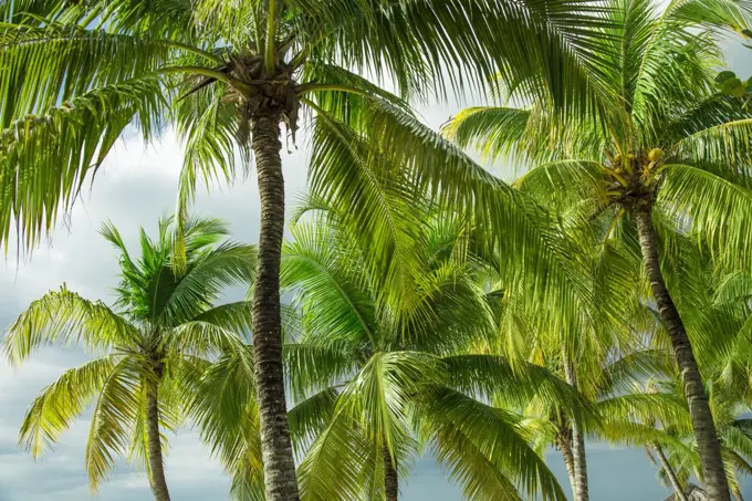 Caribbean, Palm trees against sky