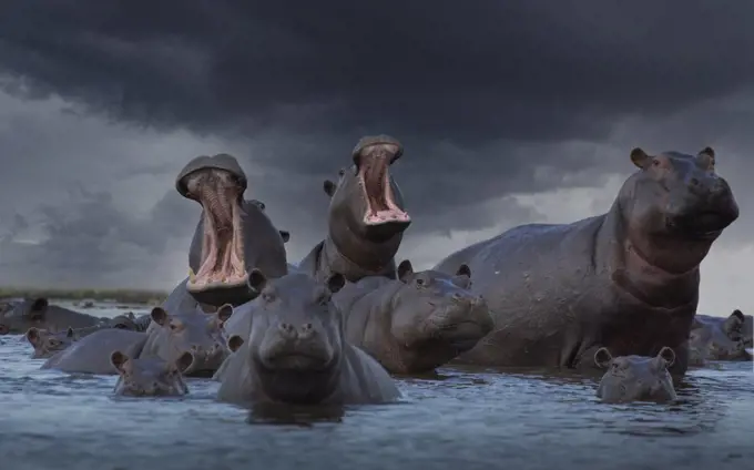 Botswana, Okavango Delta, Herd of Hippos in swamp