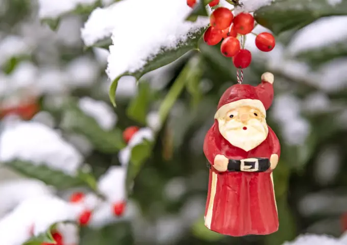 Santa Claus ornament hanging from snow covered holly branch with red berries