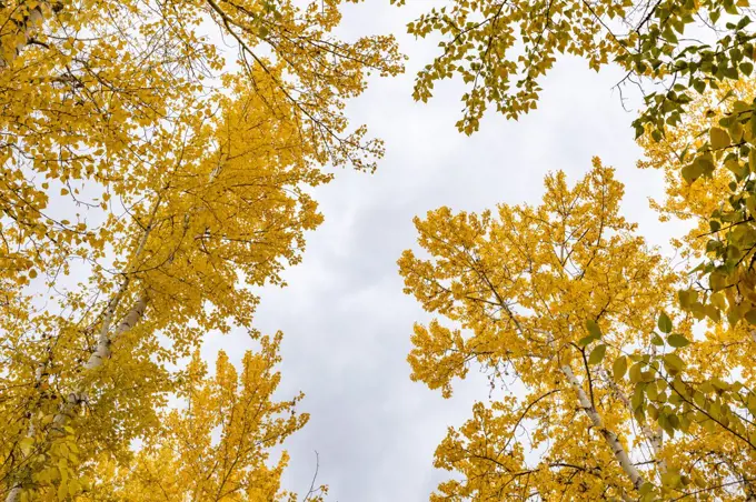 Low angle view of yellow Autumn trees against sky