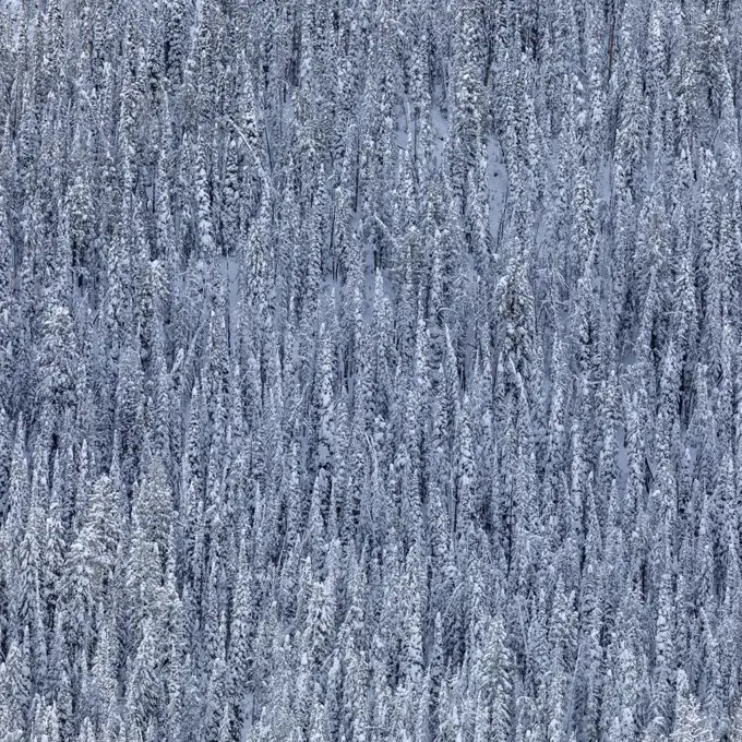 USA, Idaho, Ketchum, Dense snowy forest in winter