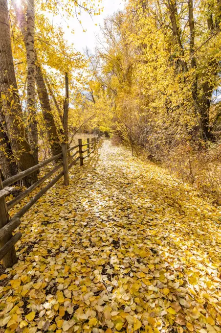 USA, Idaho, Bellevue, Footpath though yellow autumn foliage
