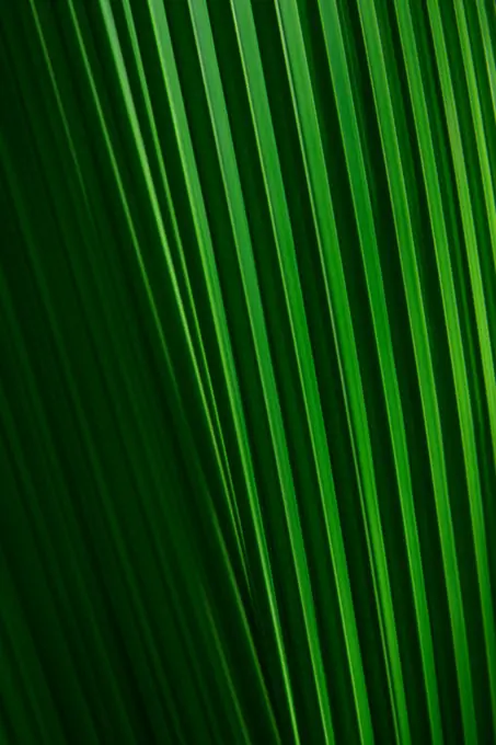 Close-up of green palm leaf