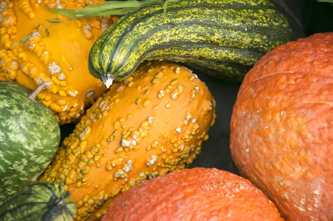 Close-up of autumn pumpkins and gourds