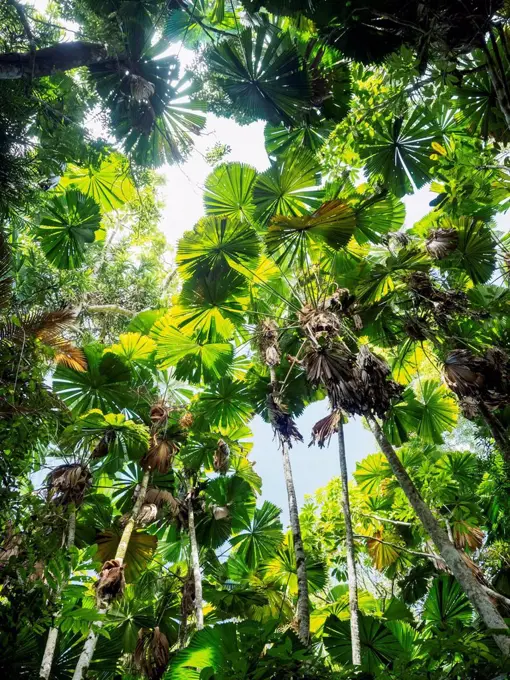 Green leaves of Fan palm, (Licuala grandis) in rainforest