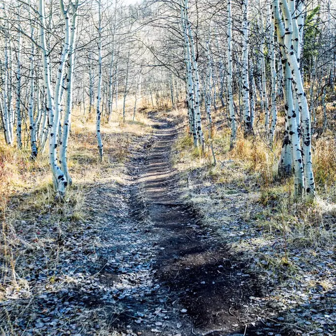 Path through aspen forest