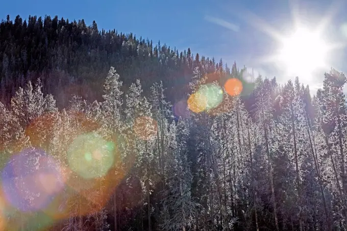 Sunshine over forest in Stanley, Idaho