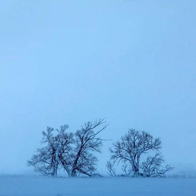 Tree in field during winter
