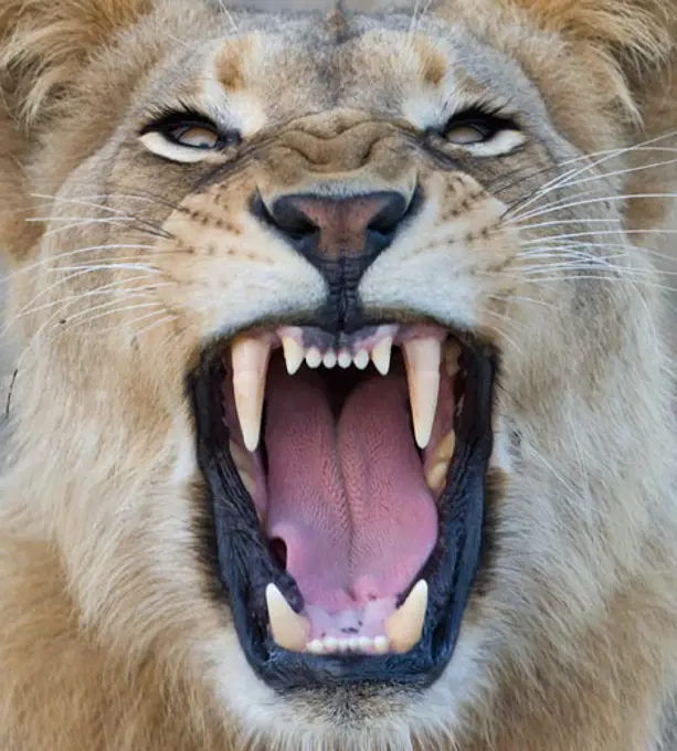 Close-up of lion growling