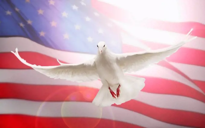 Dove flying in front of American flag
