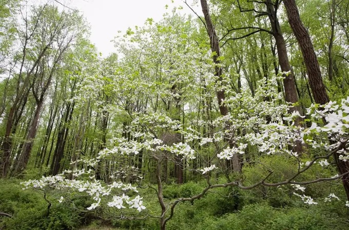 Forest in spring