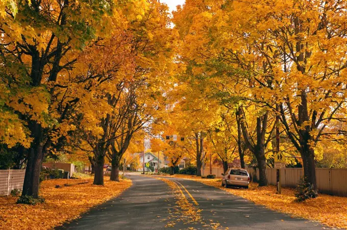 USA, Oregon, Salem, treelined autumn lane