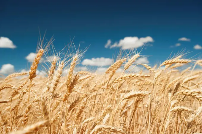 USA, Oregon, Wasco, Wheat ears in bright sunshine under blue sky