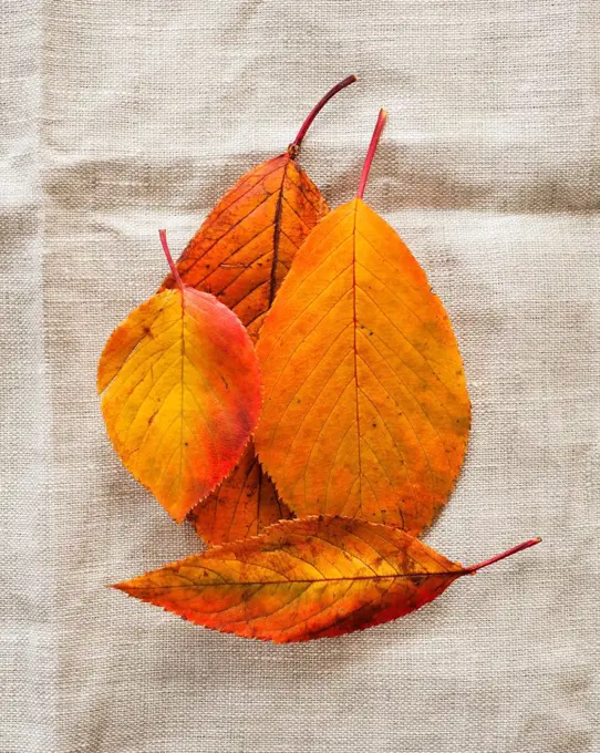 Autumn leaves on burlap, studio shot