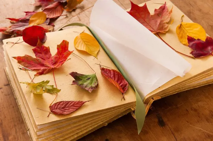 Autumn leaves on book, studio shot