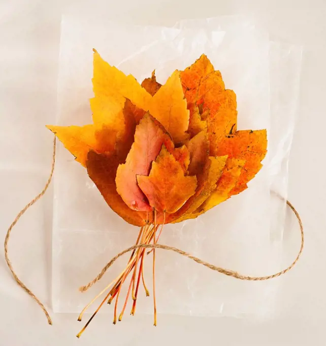 Bunch of autumn leaves on white background