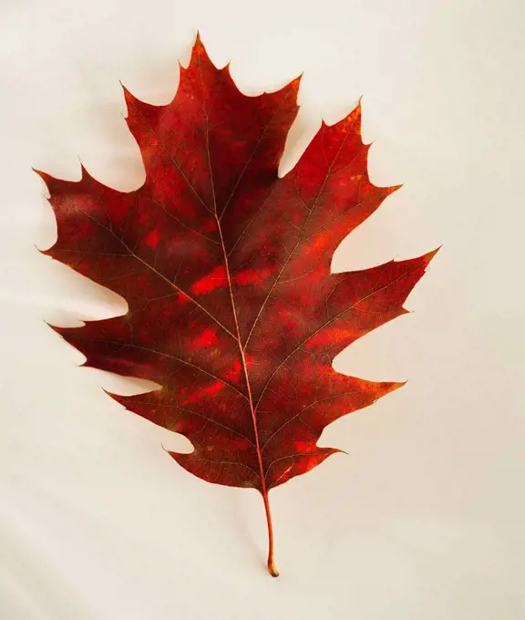 Studio shot of autumn leaf