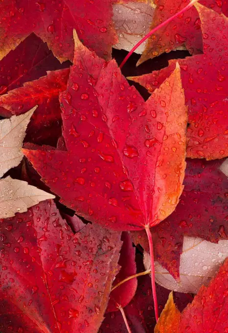 Red fall leaves with water drops