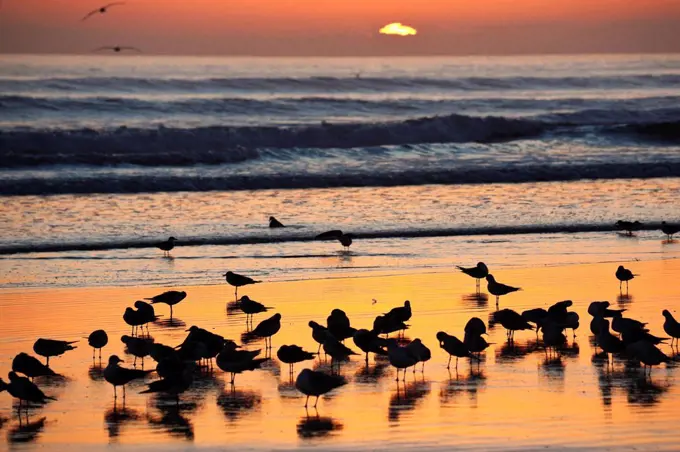 USA, Florida, Daytona Beach, Seabirds on beach