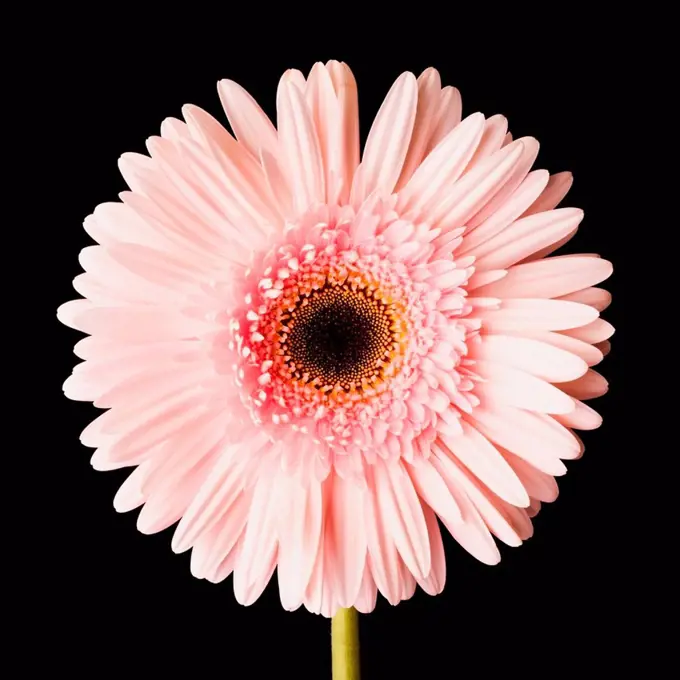 Close_up of pink daisy