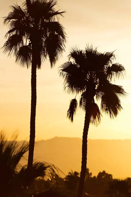 USA, California, Palm Springs, Palm trees silhouetted at sunset